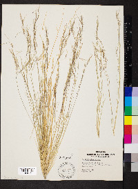 Aristida adscensionis image