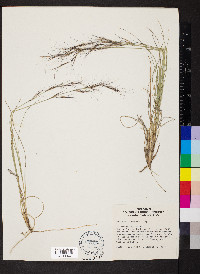 Aristida arizonica image