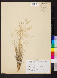 Aristida havardii image