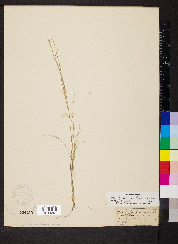 Aristida basiramea image