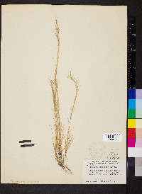 Aristida basiramea image