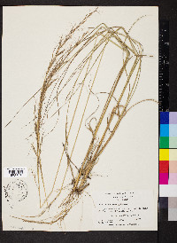 Aristida condensata image