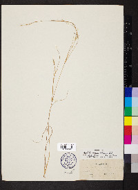 Aristida dichotoma var. curtissii image