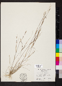 Aristida dichotoma var. curtissii image