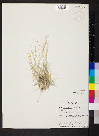 Aristida purpurea var. fendleriana image