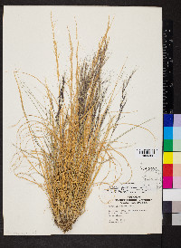 Aristida purpurea var. fendleriana image