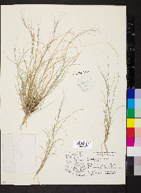 Aristida purpurea var. nealleyi image