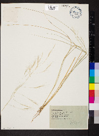 Aristida ternipes var. gentilis image