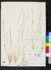 Aristida dichotoma image