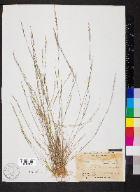 Aristida dichotoma image