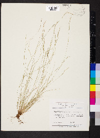 Aristida dichotoma image