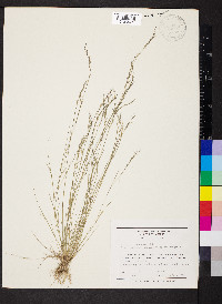 Aristida dichotoma image