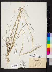 Aristida lanosa image