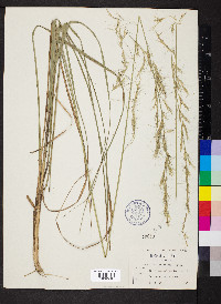 Aristida lanosa image