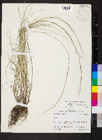 Aristida longespica image