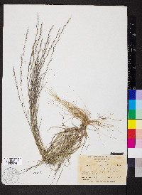 Aristida longespica image