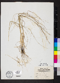 Aristida purpurascens var. purpurascens image