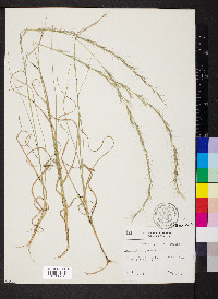 Aristida purpurascens image