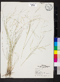 Aristida ternipes image