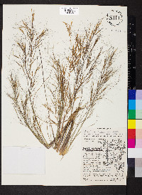 Aristida tuberculosa image