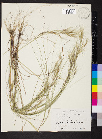 Aristida desmantha image