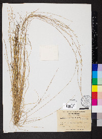 Aristida purpurascens var. virgata image