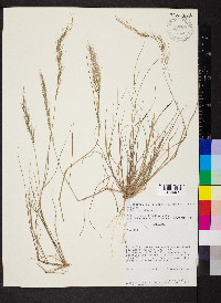 Aristida adscensionis image