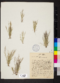 Aristida capillacea image