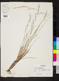 Aristida appressa image