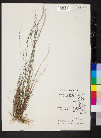 Aristida purpurascens var. tenuispica image