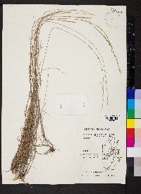 Aristida purpurascens var. tenuispica image