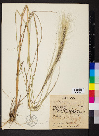 Aristida riparia image