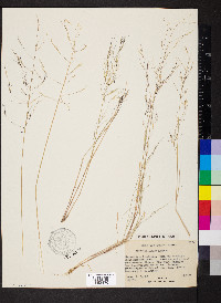 Aristida adscensionis image