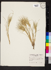 Aristida behriana image