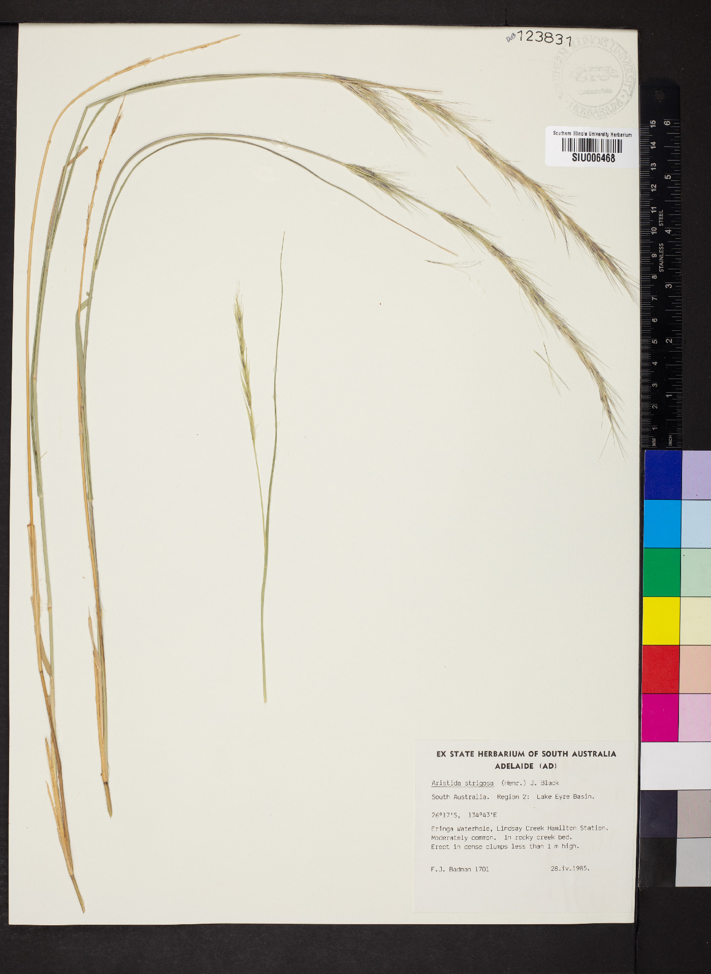 Aristida strigosa image