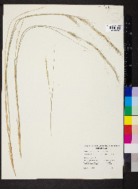 Aristida strigosa image