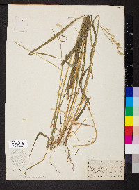 Arrhenatherum elatius image