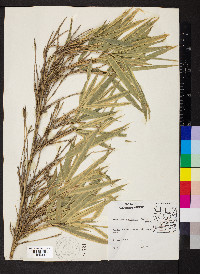 Arundinaria gigantea image