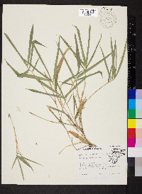 Arundinaria gigantea image