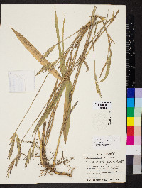 Arundinaria gigantea image