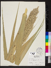 Arundo donax image