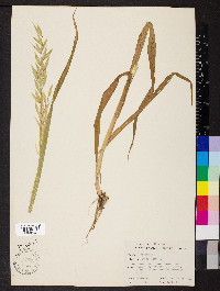 Avena sativa image