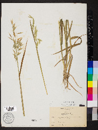 Avena sativa image