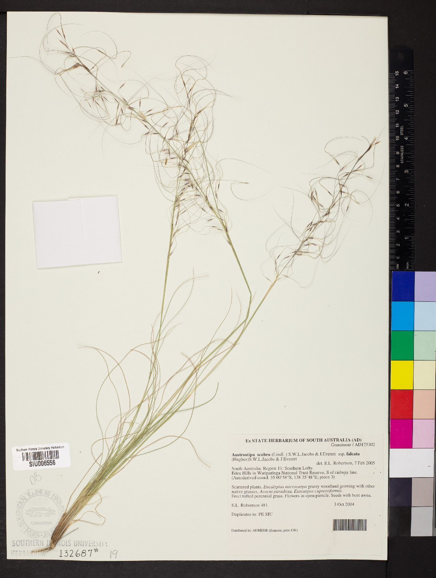 Austrostipa scabra image