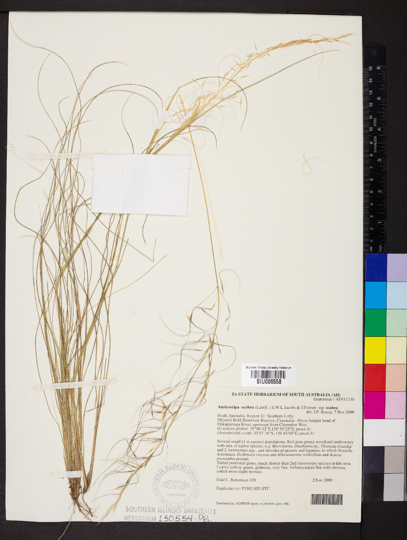 Austrostipa scabra subsp. scabra image