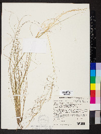 Austrostipa scabra image