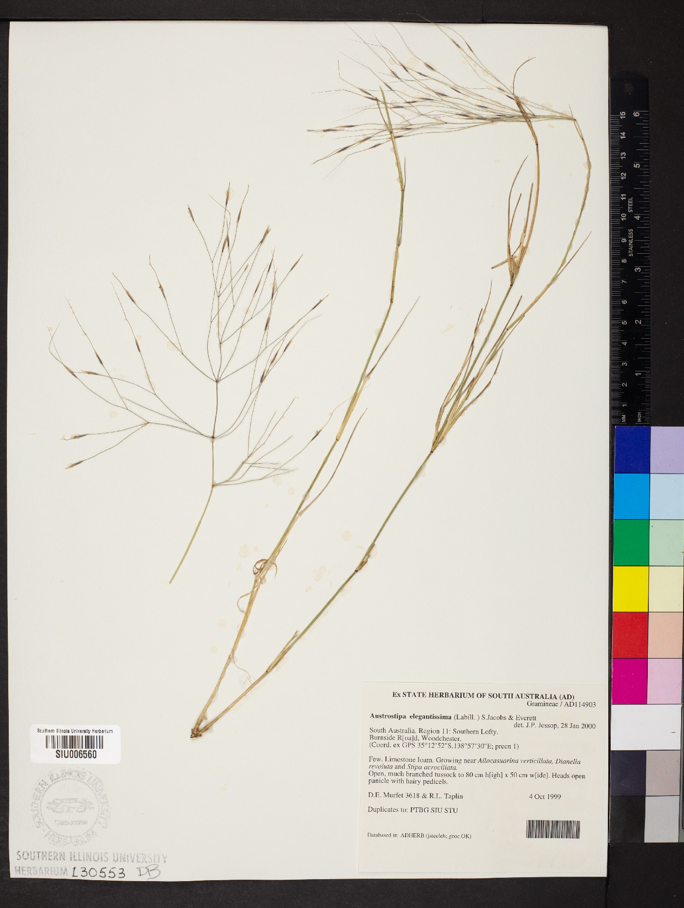 Austrostipa elegantissima image