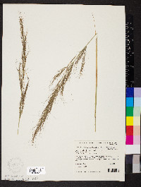 Media resource of Austrostipa breviglumis