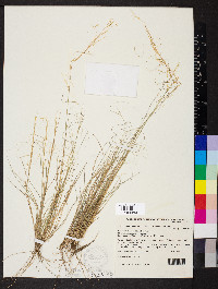 Media resource of Austrostipa trichophylla