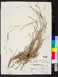 Bothriochloa ischaemum image